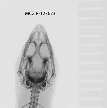 Media type: image;   Herpetology R-127673